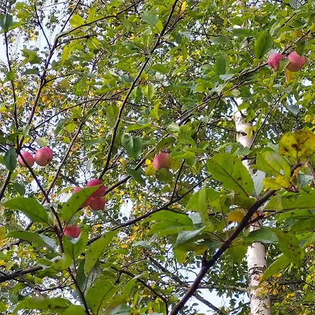 Διαμέρισμα Maarianvaara *