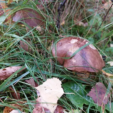 Maarianvaara Διαμέρισμα Rikkaranta