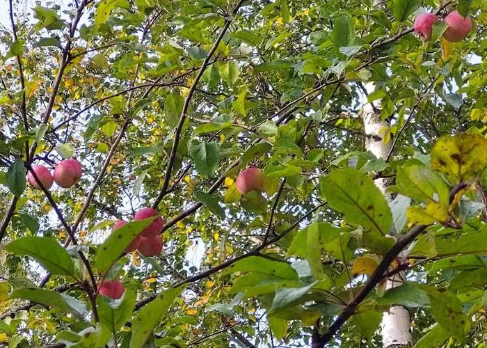 Lägenhet Maarianvaara *